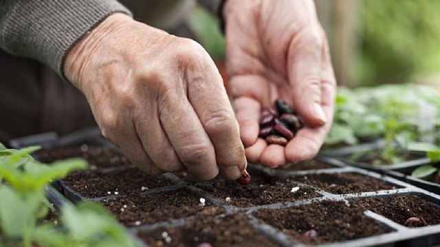 Horticultura Social y Terapéutica