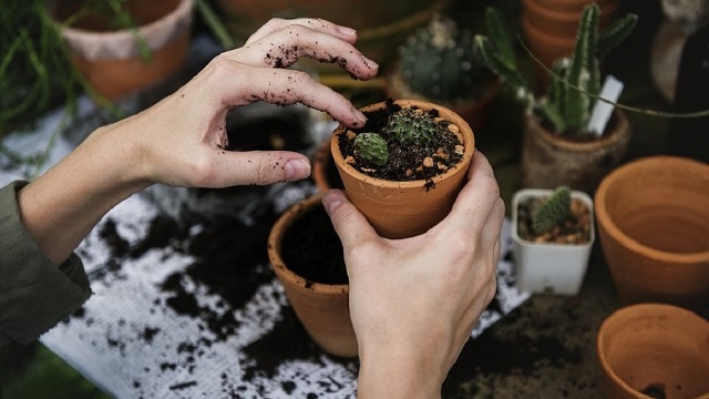 Horticultura Social y Terapéutica